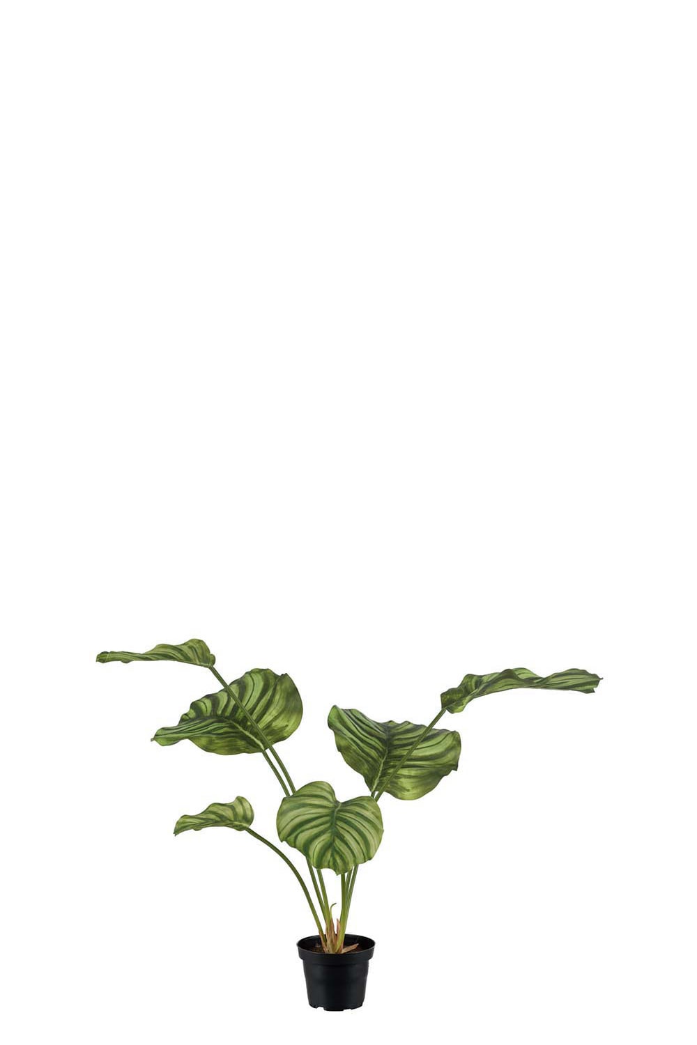 Konstgjord grön Calathea 55cm