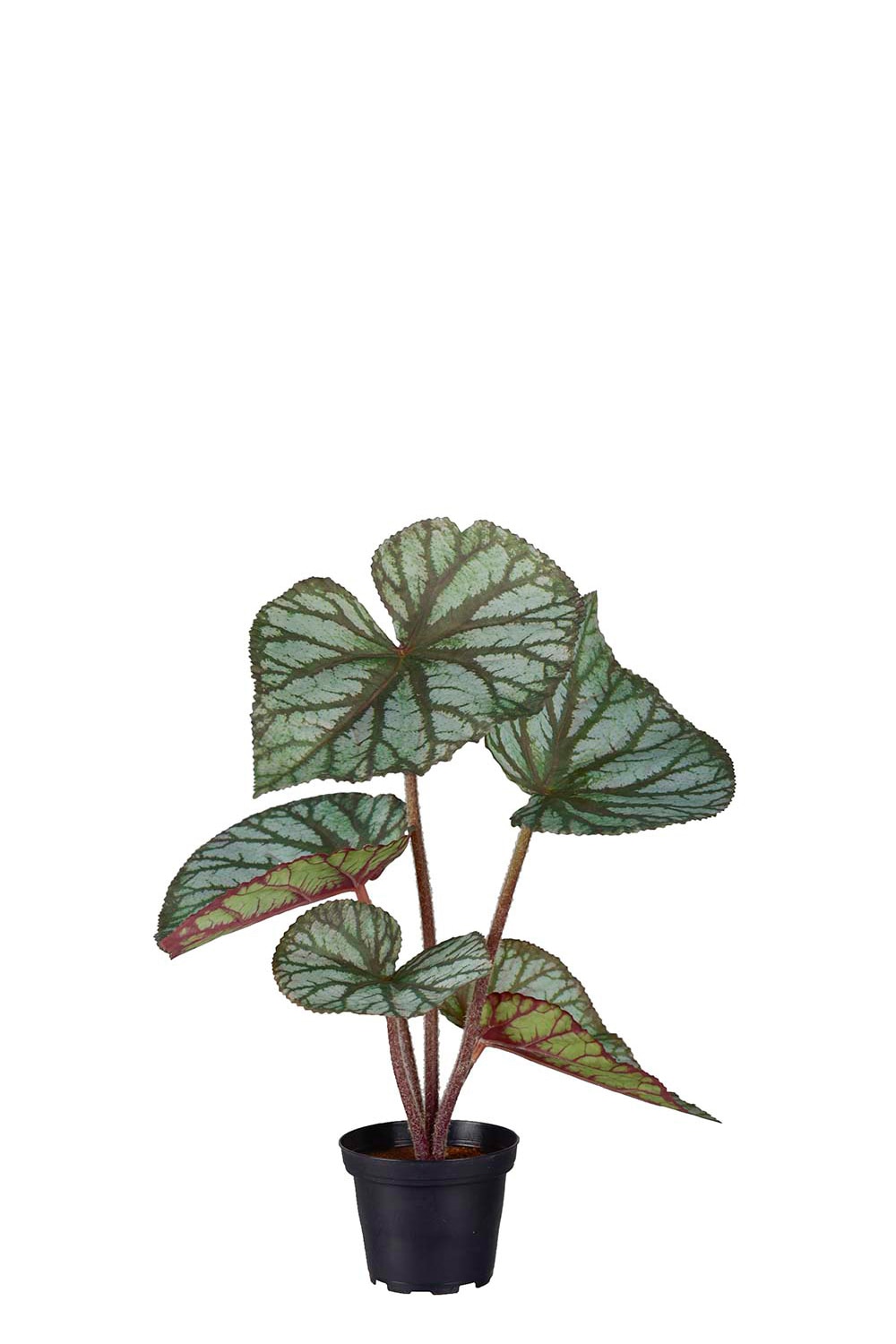 Konstgjord Rexbegonia