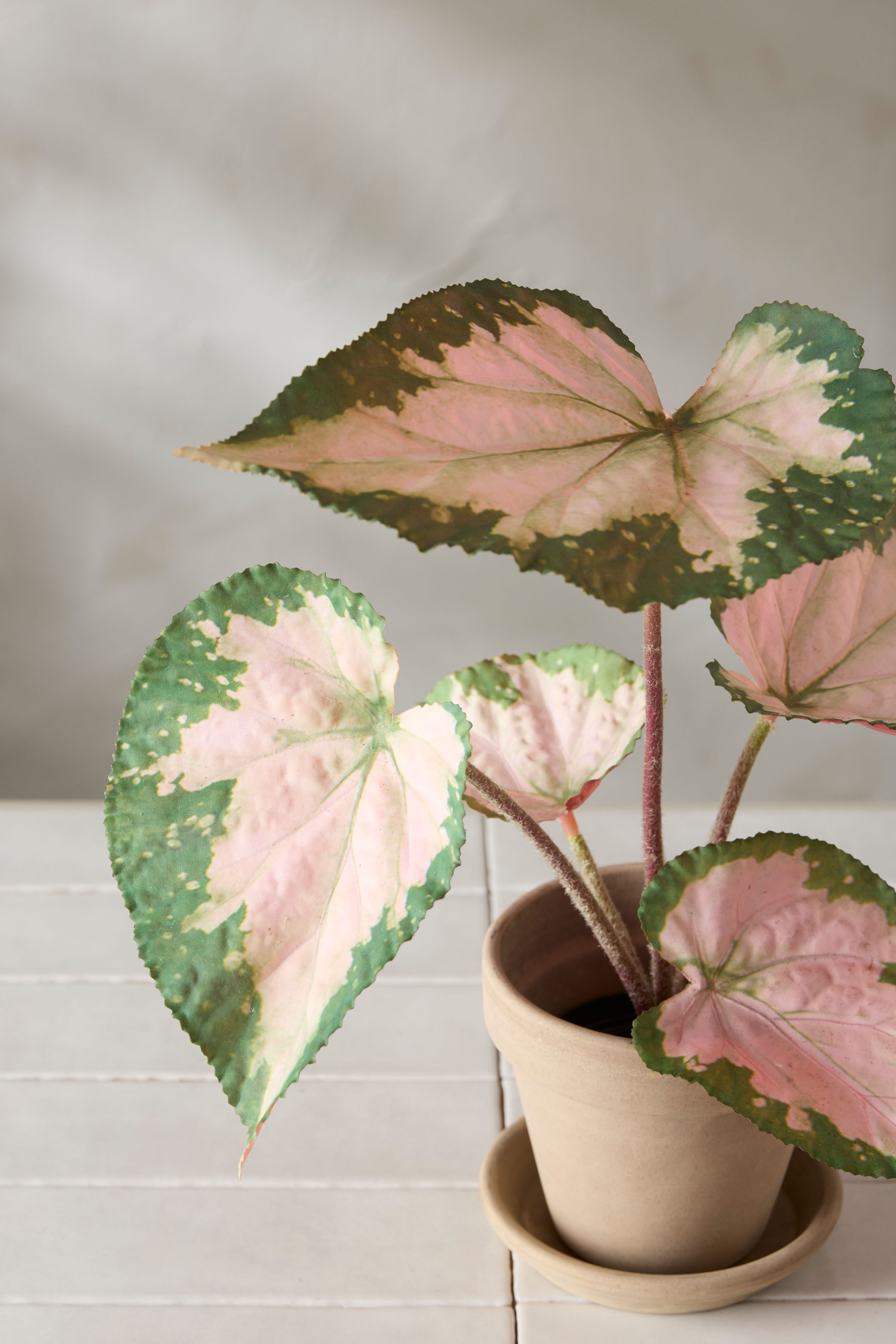 Konstgjord flerfärgad Rexbegonia 35cm