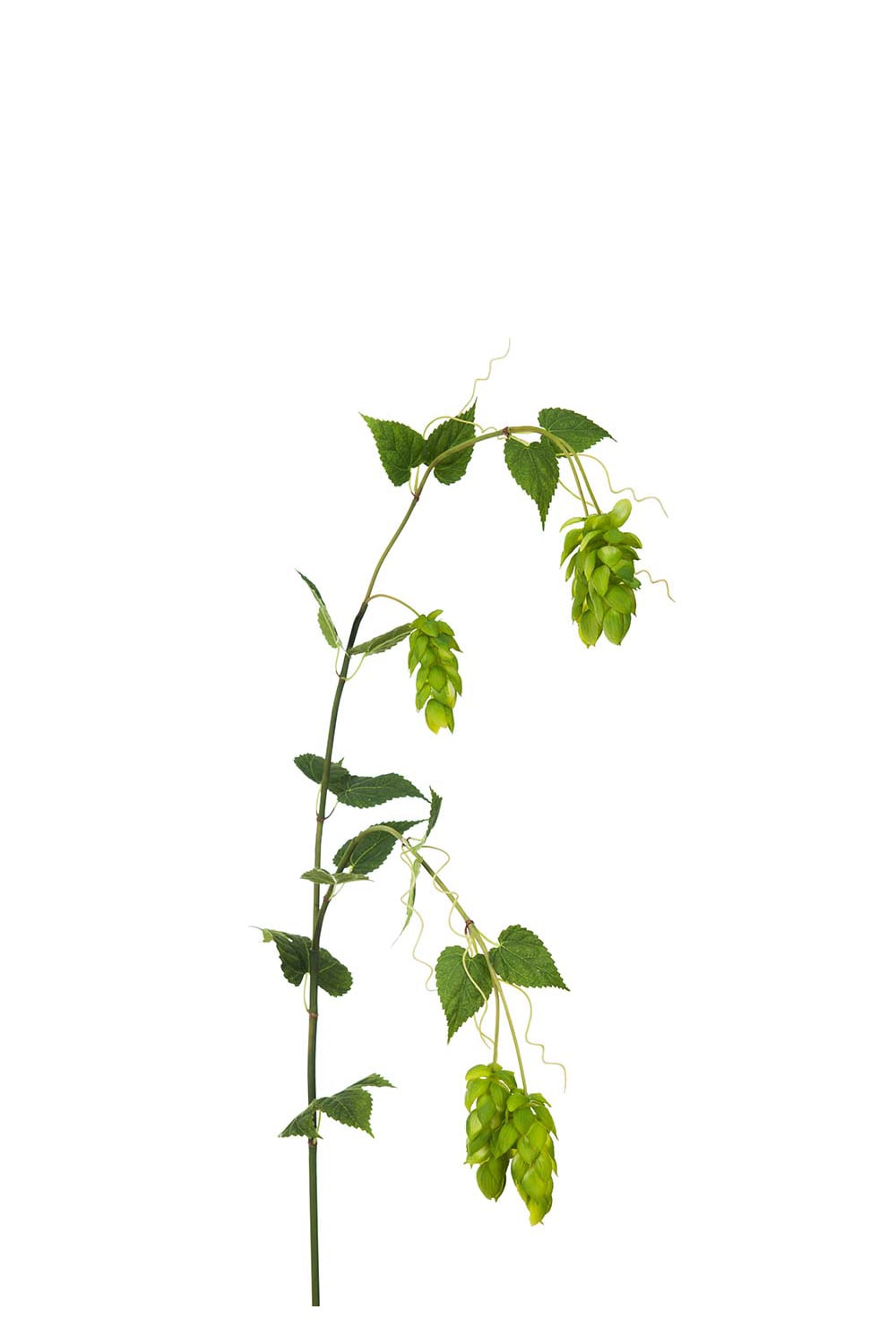 Konstgjord grön Humle 115cm