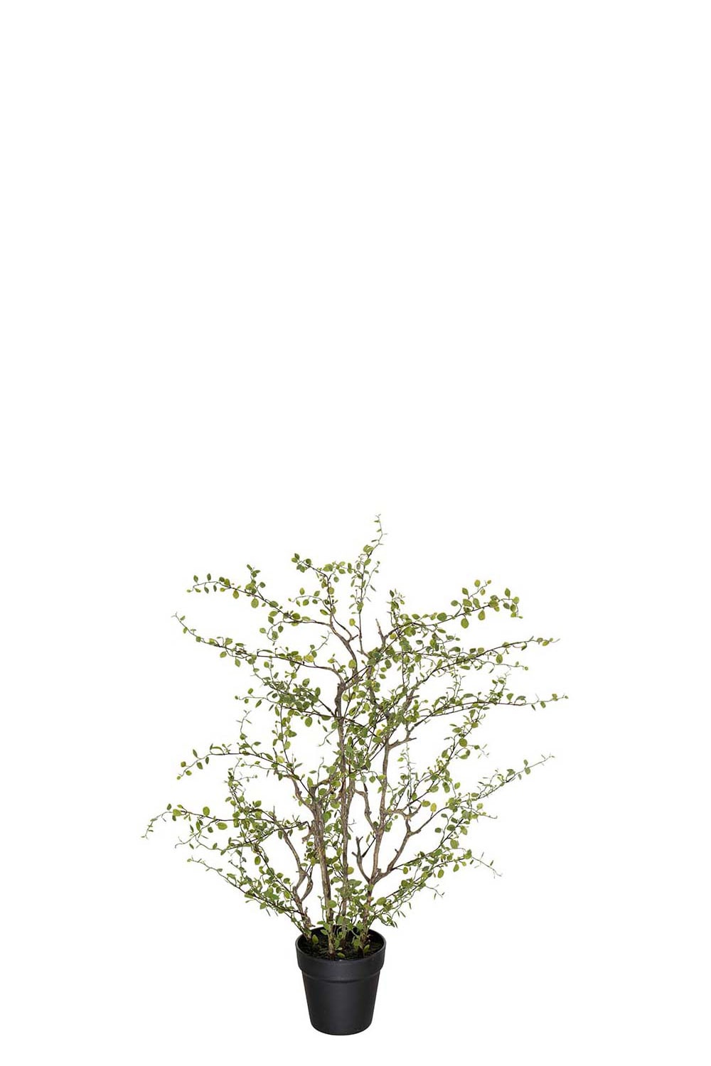 Konstgjord grön Muehlenbeckia 70cm