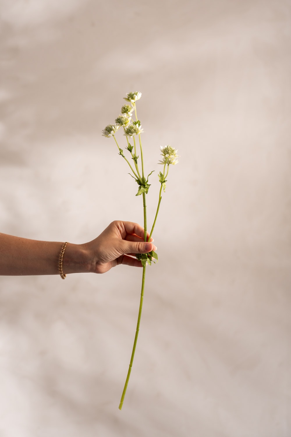 Konstgjord grön Stjärnflocka 55cm
