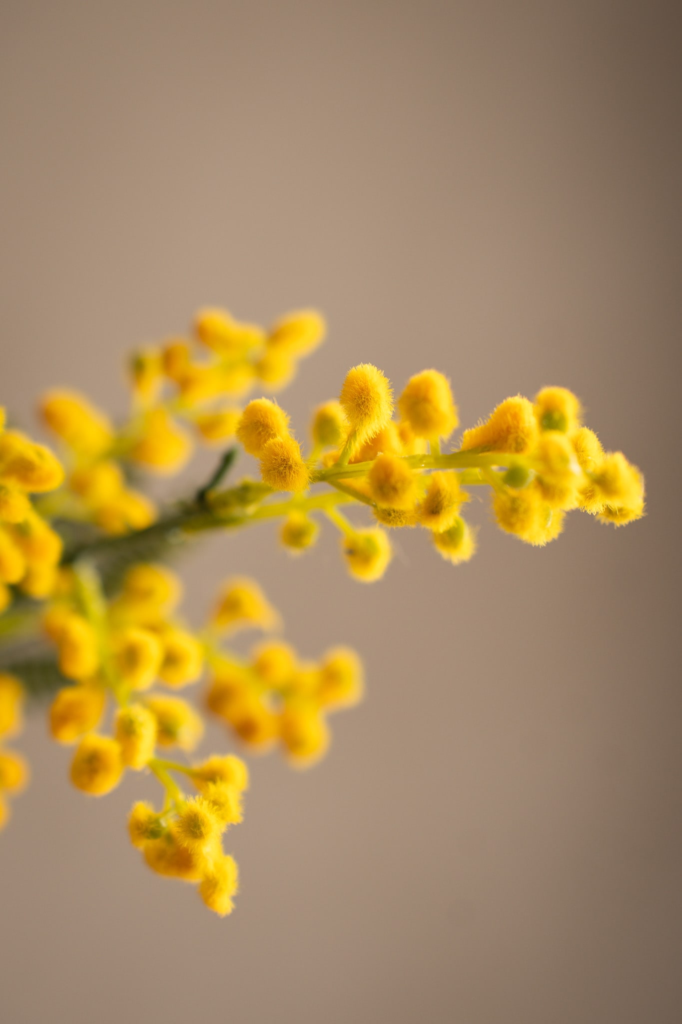 Konstgjord gul Mimosa 48cm