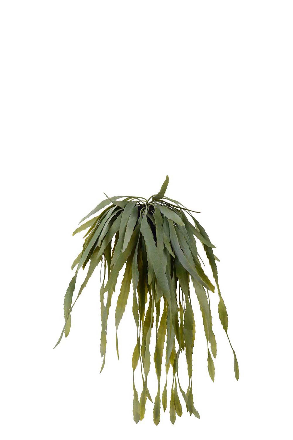 Konstgjord grön Rhipsalis 15cm