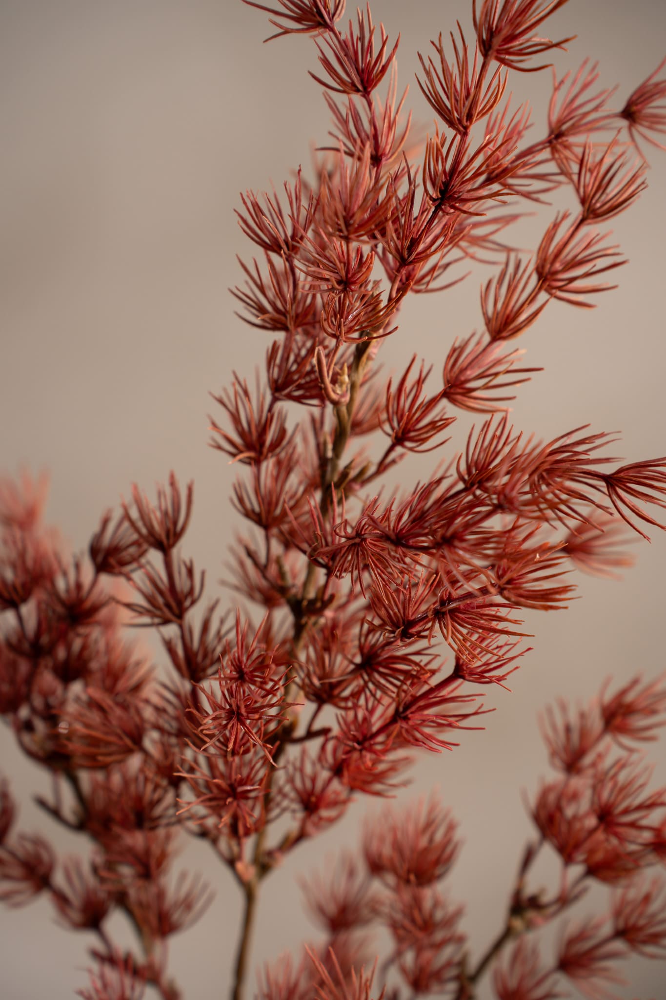 Konstgjord rosa Asparagus 75cm