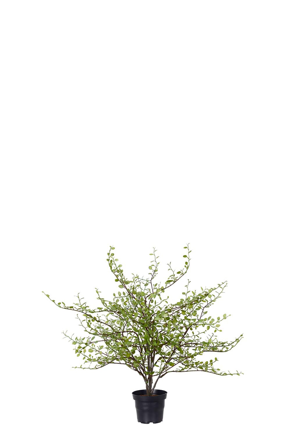 Konstgjord grön Muehlenbeckia 50cm