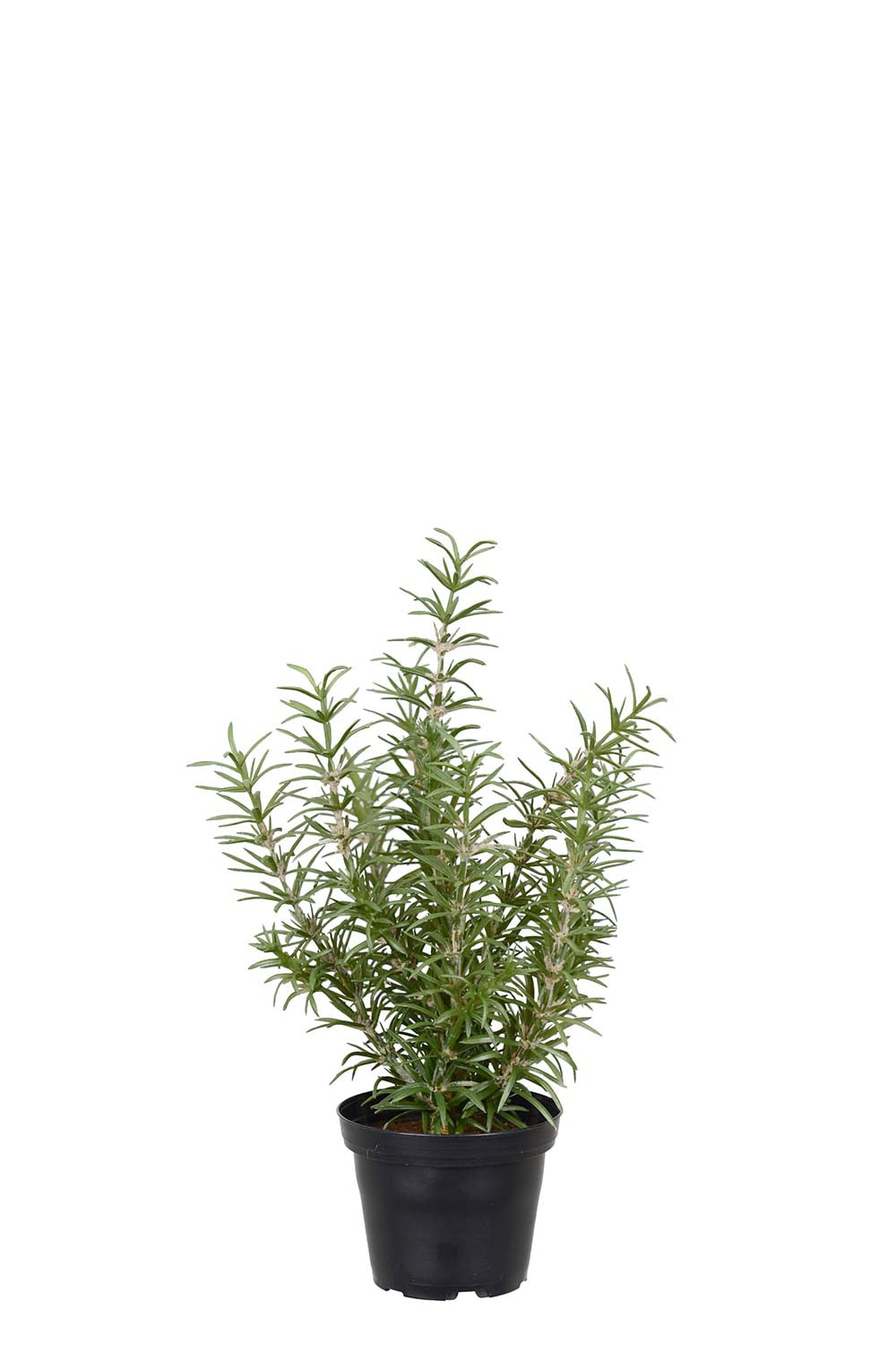Konstgjord grön Rosmarin 27cm