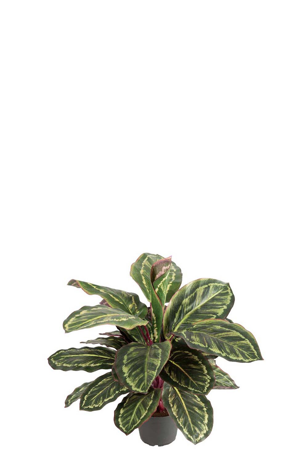 Konstgjord grön Maranta 60cm