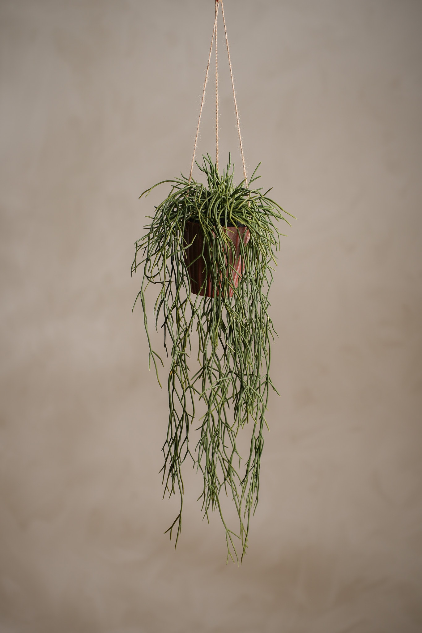 Konstgjord grön Rhipsalis 20cm
