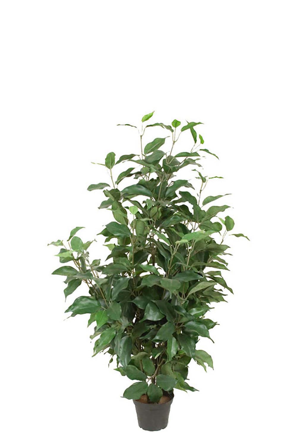 Konstgjord grön Fikus Benjamin 80cm