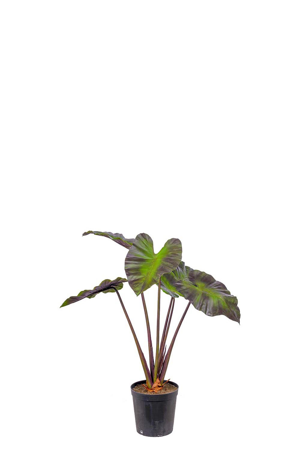Konstgjord grön Alocasia 100cm
