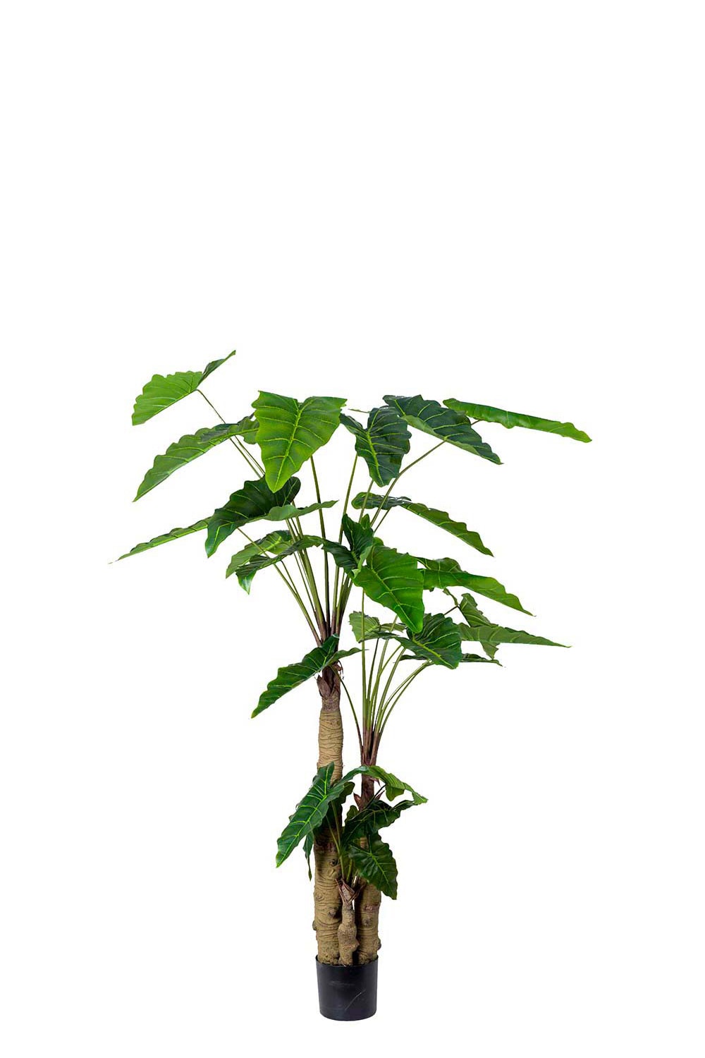 Konstgjord grön Alocasia 200cm