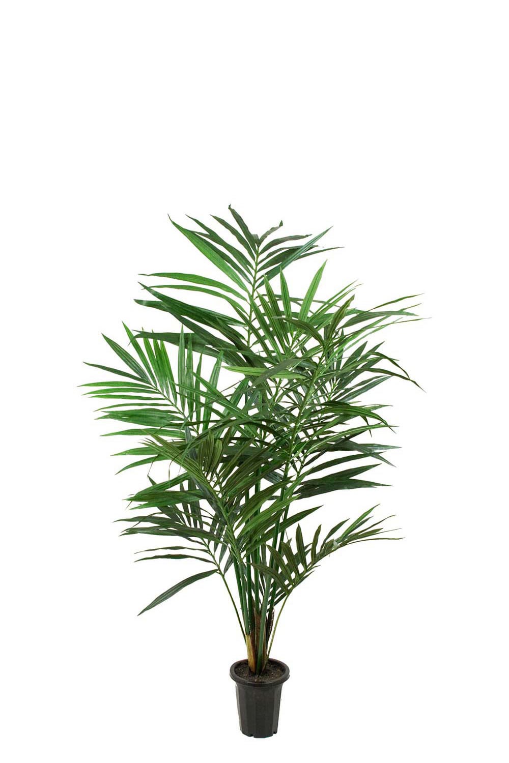 Konstgjord grön Kentia Palm 150cm