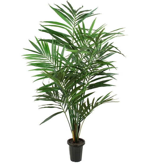 Konstgjord Kentia Palm 180cm