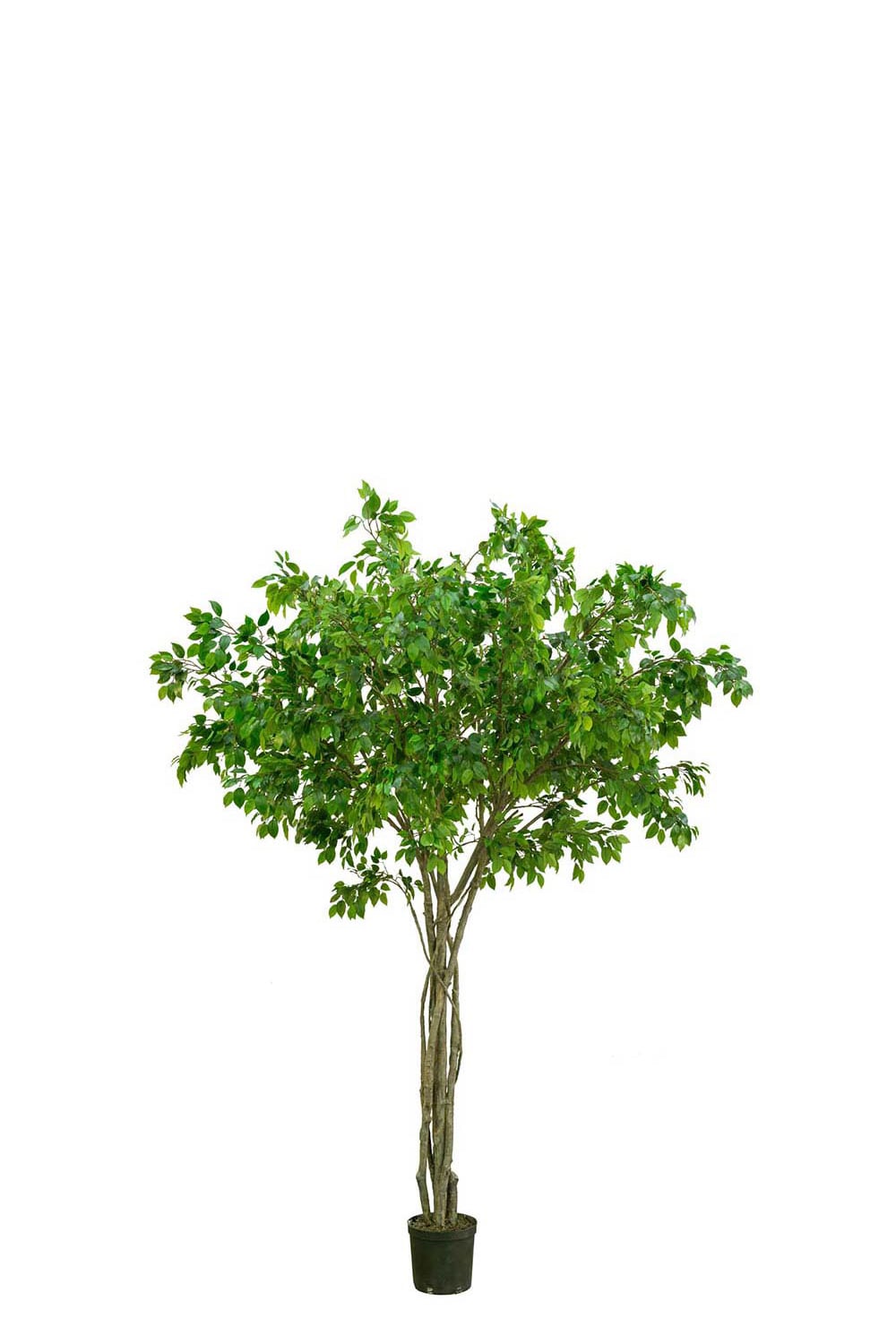 Konstgjord grön Fikus Benjamin 330cm