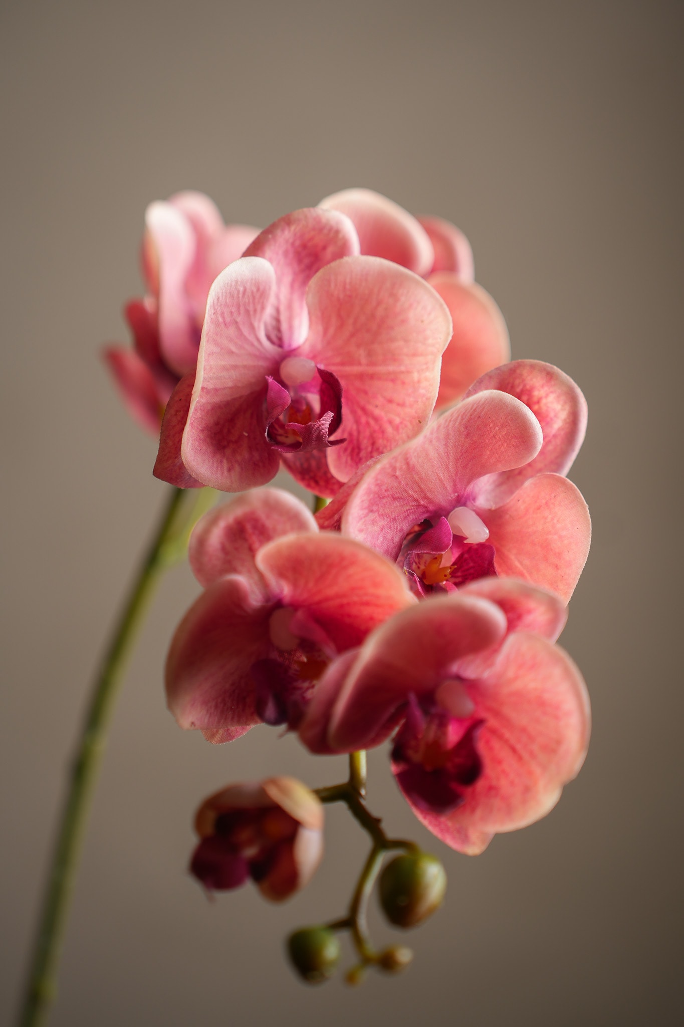 Konstgjord rosa Phalaenopsis 75cm