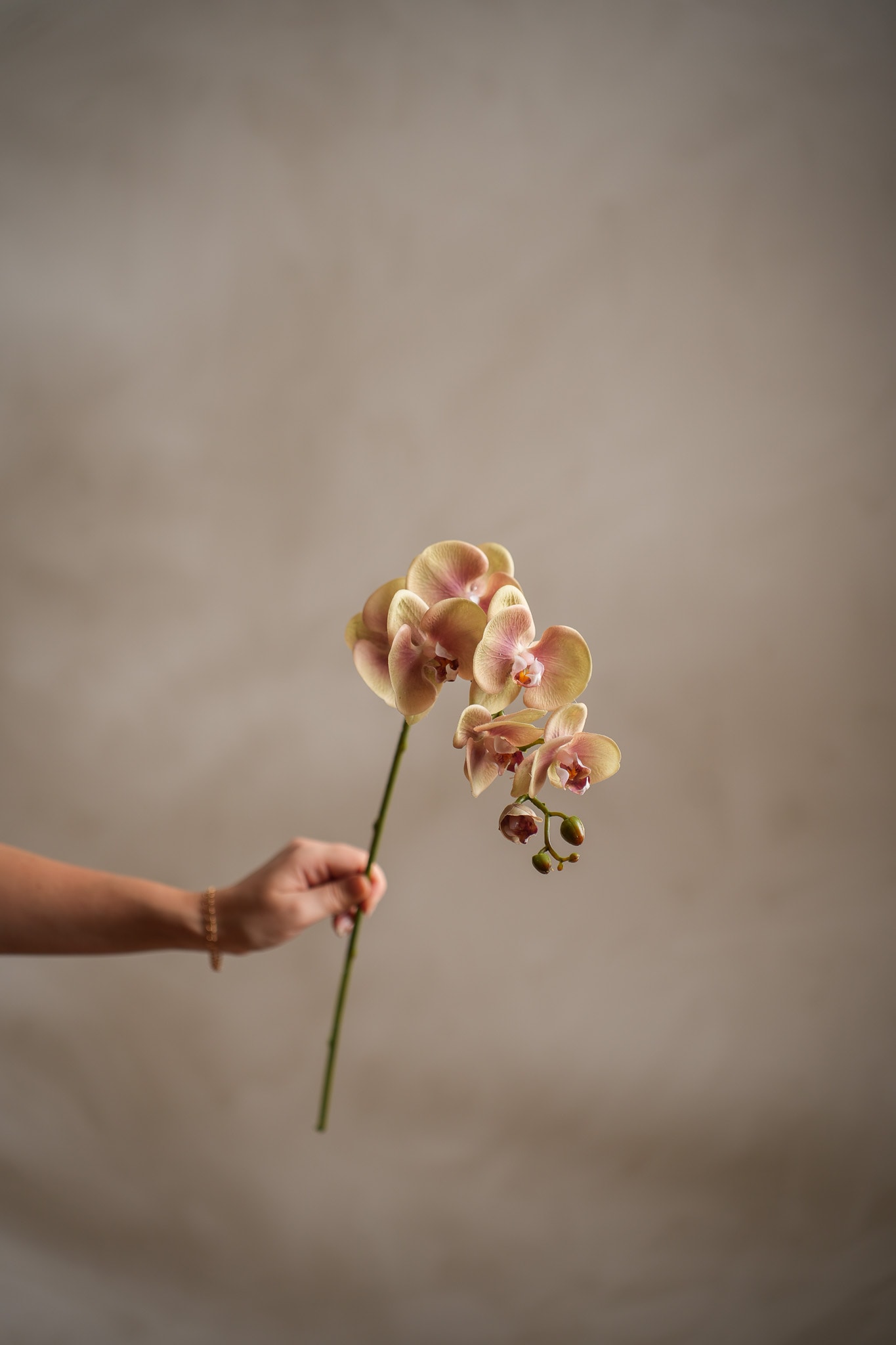 Konstgjord grön Phalaenopsis 75cm